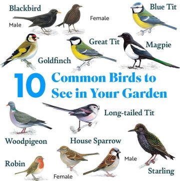 Image of 10 Common British Birds to see in your garden