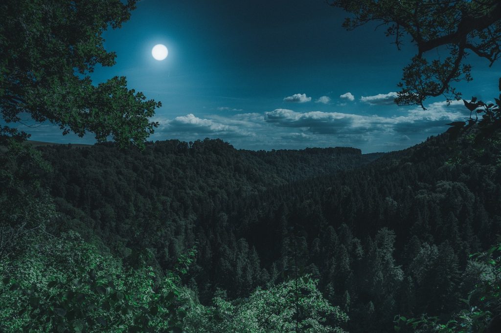 A picture of the Full Moon shining over a forest