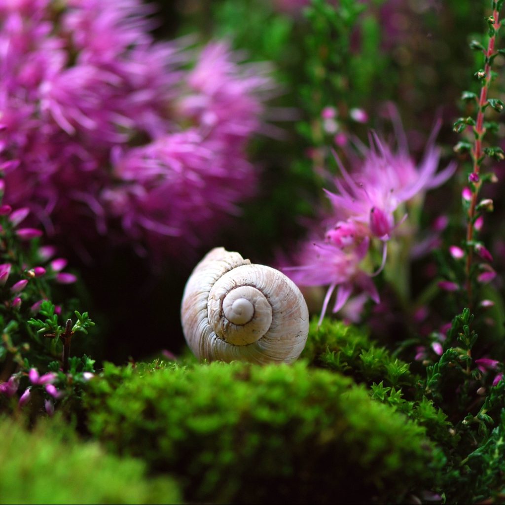 Snail shell outside on moss