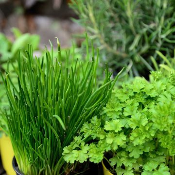 A selection of herbs in pots