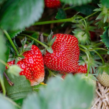 Strawberries growing in the garden